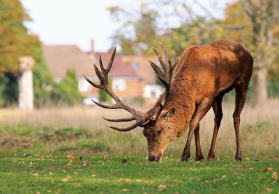 Deer grazing in a field