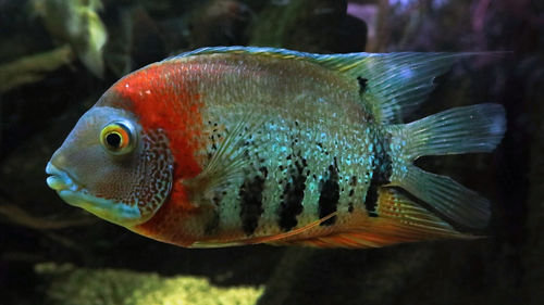 Close-up of fish swimming in sea