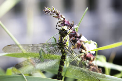 Close-up of dragonfly on plant