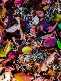 Full frame shot of autumn leaves