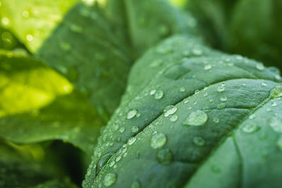 Close-up of raindrops on leaves