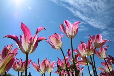 Close-up of pink flowers