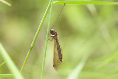 Close-up of insect on leaf