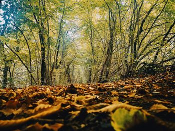 Trees in forest during autumn