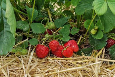Close-up of fresh strawberries on field