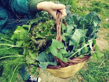 Hand holding vegetables in basket