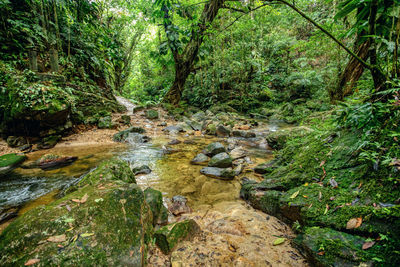 Trees in forest