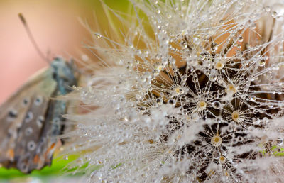 Close-up of water drops on white flower