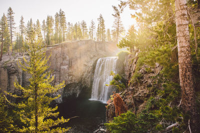 Scenic view of waterfall in forest