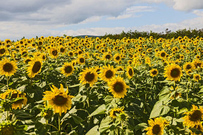 Lush sunflower field close to da lat in vietnam