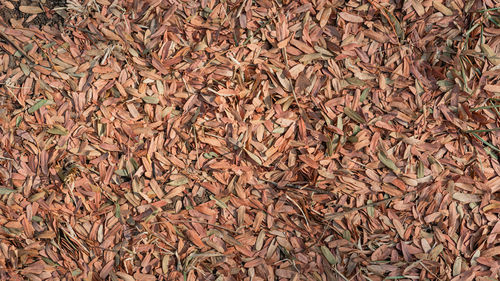 Full frame shot of dry leaves