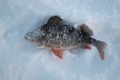 Close-up of fish swimming in sea