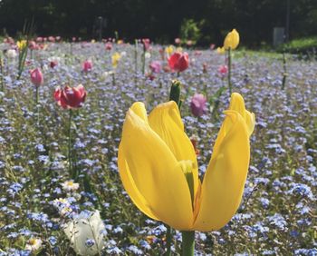 Close-up of yellow tulips blooming in park