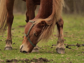 Horse grazing on field