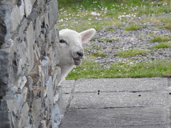 Close-up of sheep on grass