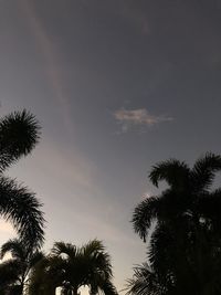 Low angle view of palm trees against sky