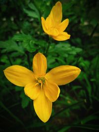 Macro shot of yellow daffodil blooming outdoors