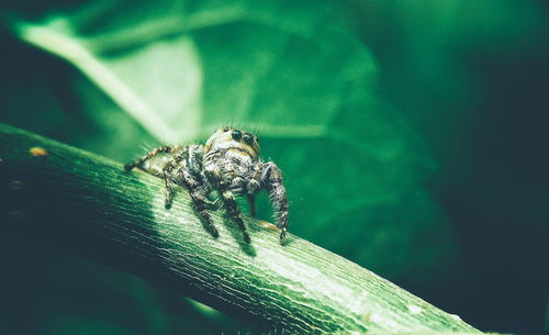 Close-up of spider