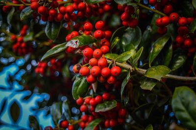 Close-up of fresh red berry fruits on twigs