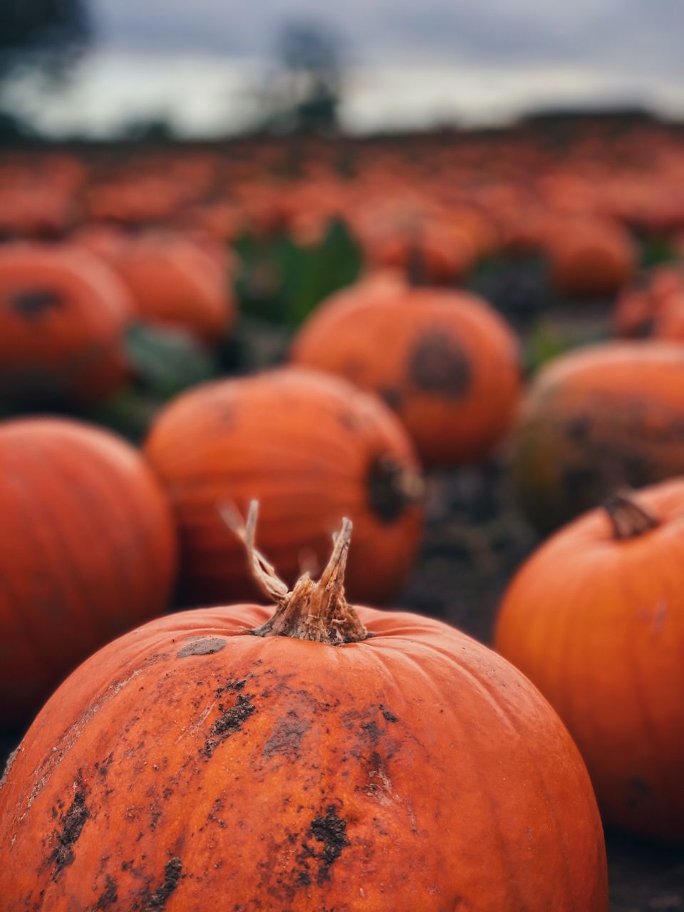 pumpkin, food and drink, food, autumn, vegetable, halloween, celebration, healthy eating, agriculture, orange color, freshness, holiday, no people, nature, wellbeing, focus on foreground, harvesting, organic, farm, abundance, day, winter squash, crop, sky, large group of objects, produce, plant, outdoors, close-up, plant stem, gourd, decoration, squash - vegetable