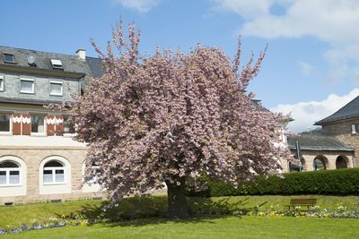 Fresh flowers blooming on tree in front of building