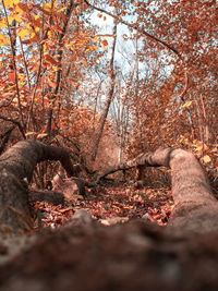 Trees in forest during autumn