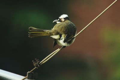 Close-up of bird perching outdoors