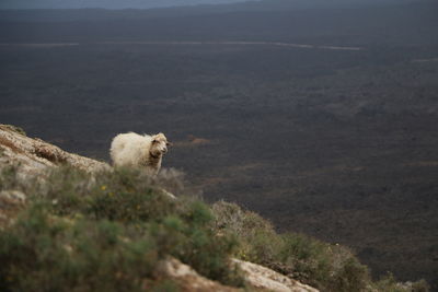 Sheep walking on landscape