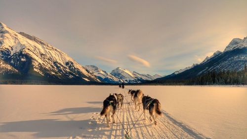 View of horse on snowcapped mountain against sky