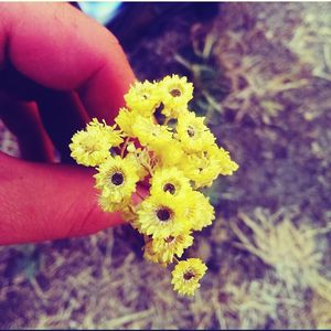 Close-up of yellow flowers