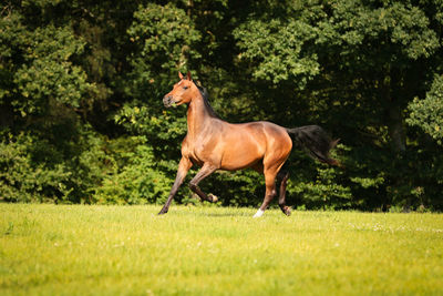 Horse standing on field