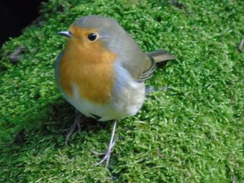 Close-up of bird perching on grass