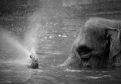 Elephant swimming in lake