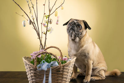 Dog looking away in basket