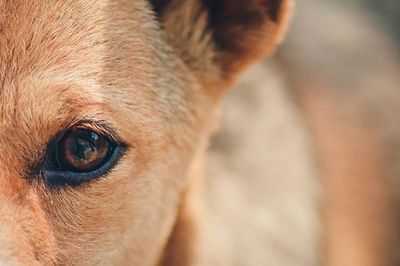 Close-up portrait of a dog