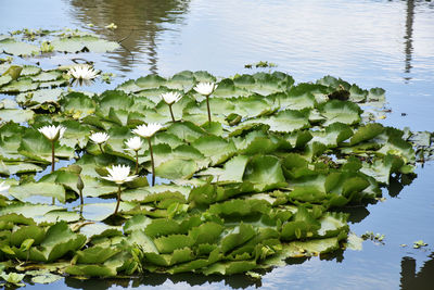 Lotus water lily in lake