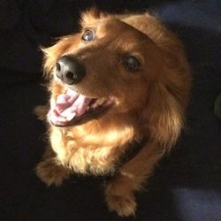 Close-up portrait of a dog