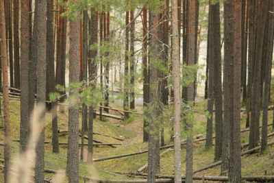 View of trees in the forest