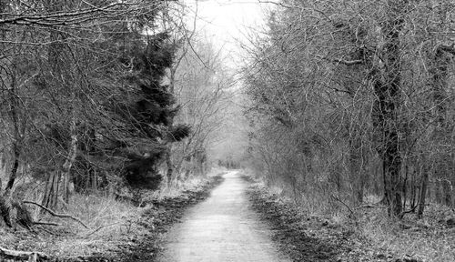 Road passing through forest