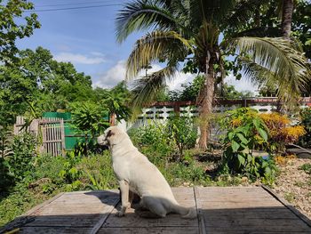 Cat sitting on palm tree against plants