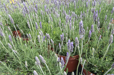 High angle view of flowering plants on field