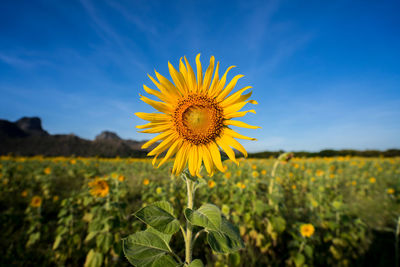 Close-up of sunflower