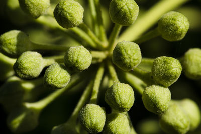 Full frame shot of fruits