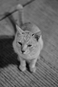 High angle view of cat looking away