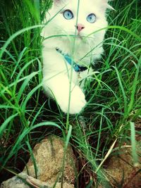 Portrait of cat on grassy field