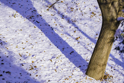 High angle view of snow on plant