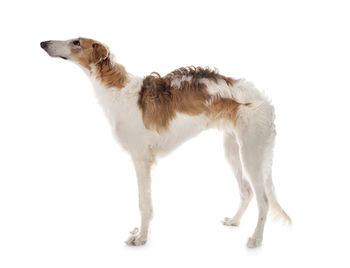 Side view of dog against white background