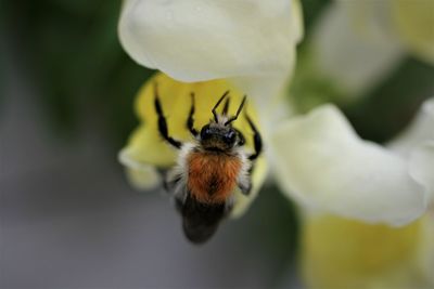 Close-up of bee pollinating on flower