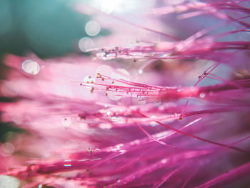 Close-up of raindrops on pink flowers