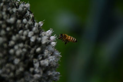 Close-up of bee hovering by flowers